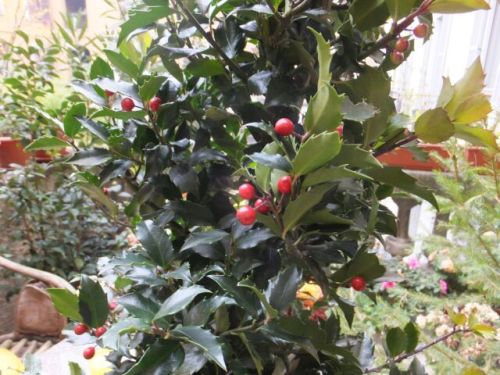 013 sabato piante2.jpg