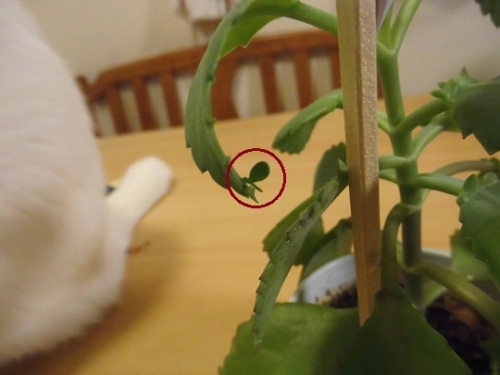 C:\fakepath\2014.1.21 006 - コピー.JPG