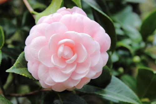 20151220 オトメツバキ2.jpg