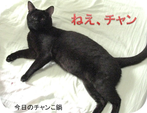 チャン1.jpg