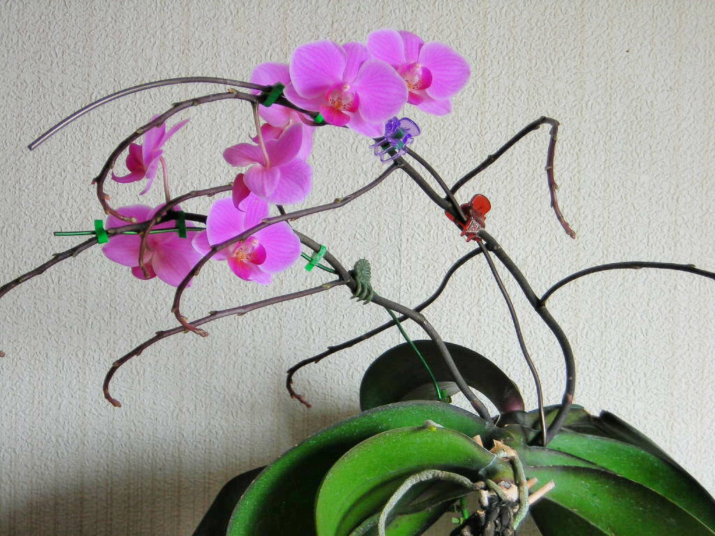 お昼寝中(´ω`)様 返却梱包 胡蝶蘭 花芽5株中、3