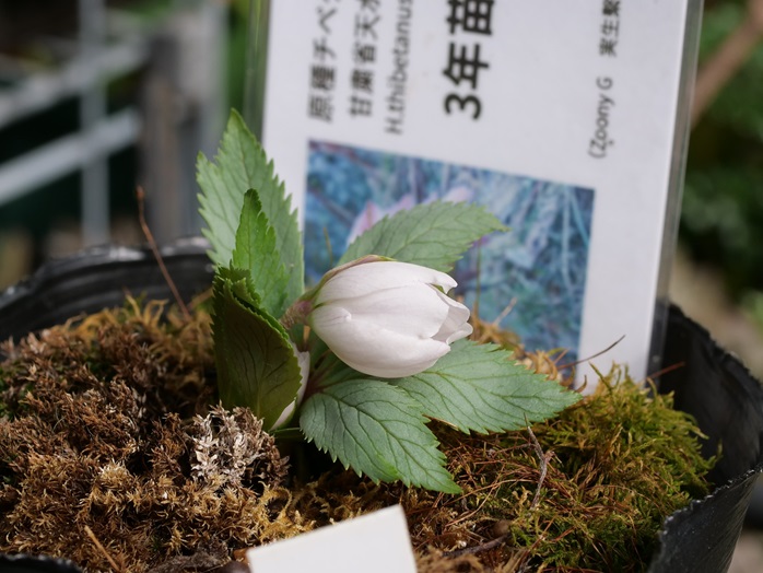 27th チベタヌス天水市産実生 開花！ | 植物男子ツボニワー - 楽天