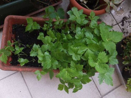 16 venerdi mituba.jpg