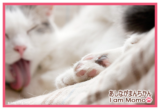 猫の肉球