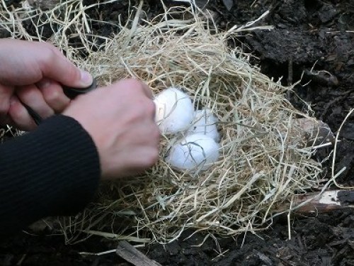 CIMG0897.jpg