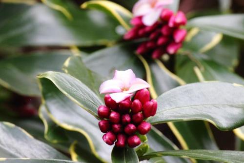 20160213 沈丁花3.jpg