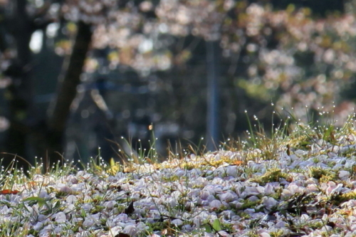 朝露　2014.04.23