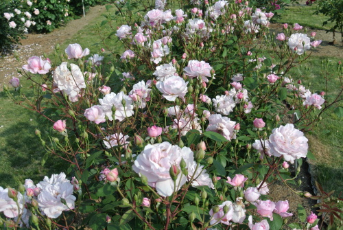 DSC_4399.JPG