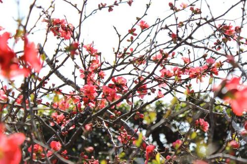 20160320 木瓜12.jpg