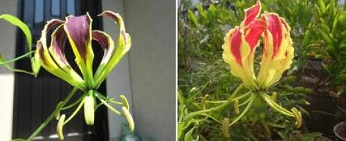 C:\fakepath\groriosa111014-0.jpg