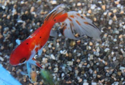 20150503 朱文金＆ブリストル朱文金.jpg