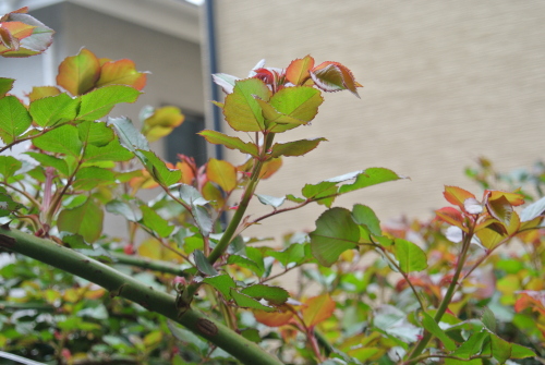 DSC_3484.JPG