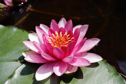 20160514 スイレン2.jpg