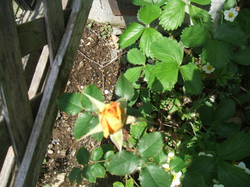 DSCF2306.JPG