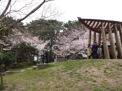 3.2016年桜 西公園  (7).JPG