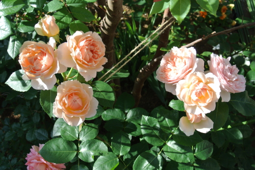 DSC_4330.JPG