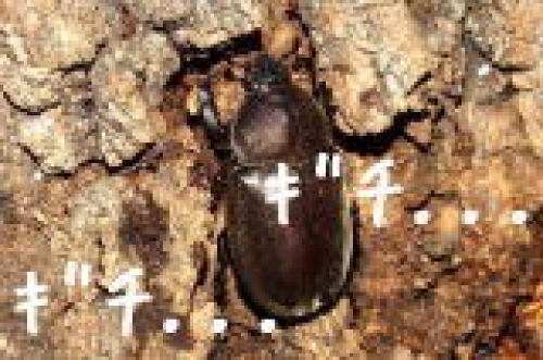 メスカブトムシ.jpg