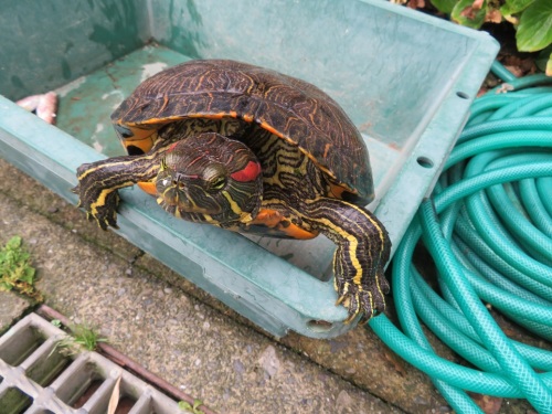 ミドリガメ アカミミガメ ひとさし指日記 楽天ブログ