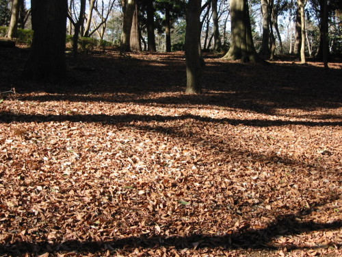 20140119_少年の森の枯葉の絨毯.jpg