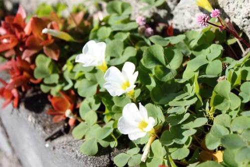 20151220 カタバミ.jpg