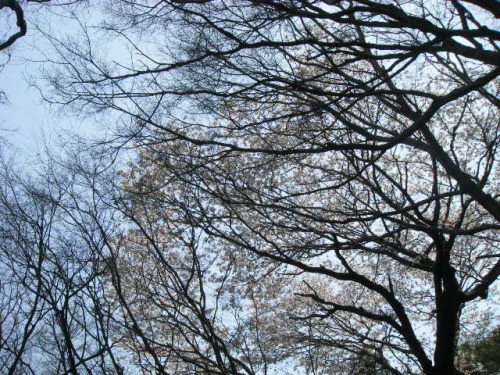 満開なのだ (1).JPG