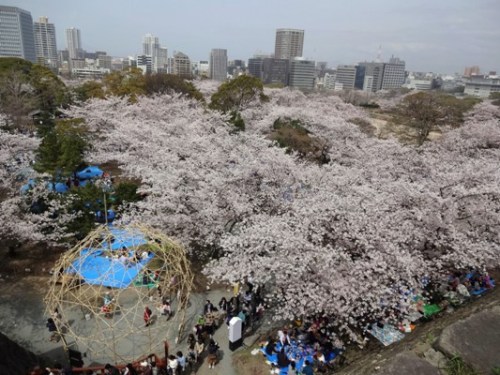 4.2016年 桜 福岡城 (14).JPG