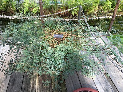 温室には誘惑がいっぱい 秋の 咲くやこの花館 僕の食虫植物日記 楽天ブログ