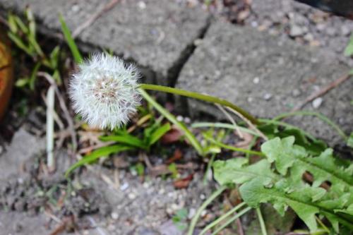 20160326 白タンポポ2.jpg