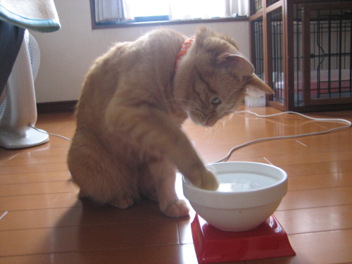 August 17, 2013(11).JPG