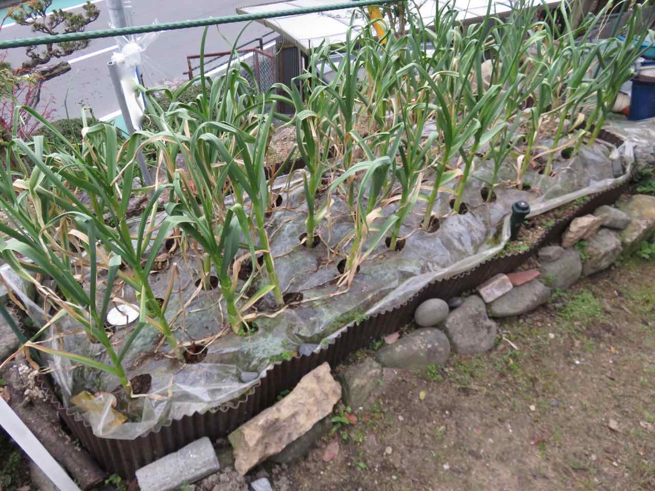 これが白玉王 しらたまおう の花芽 ニンニク花芽の摘み取り時期 人が好き ちちおにん 楽天ブログ