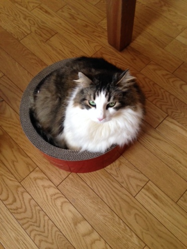 猫ズ’１４’６写真 3-2.jpg