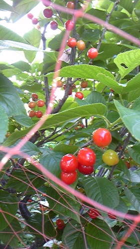 5月9日 001.JPG