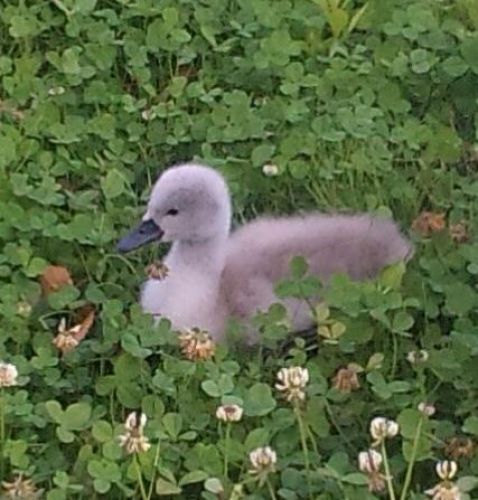 白鳥のひな