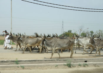 インド957.jpg