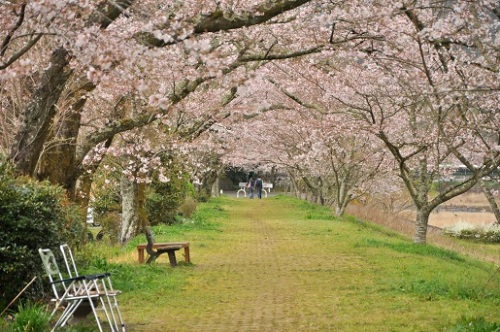 ２０１６家山桜トンネル.jpg