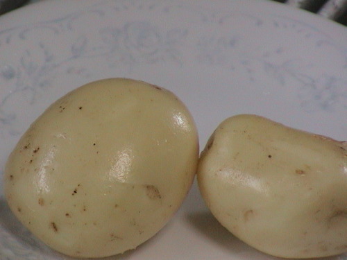 新じゃが (2).JPG
