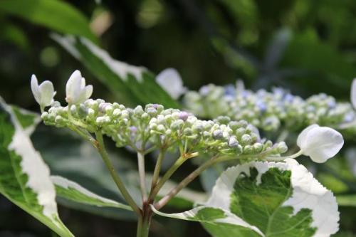 20150613 フイリガクアジサイ4.jpg