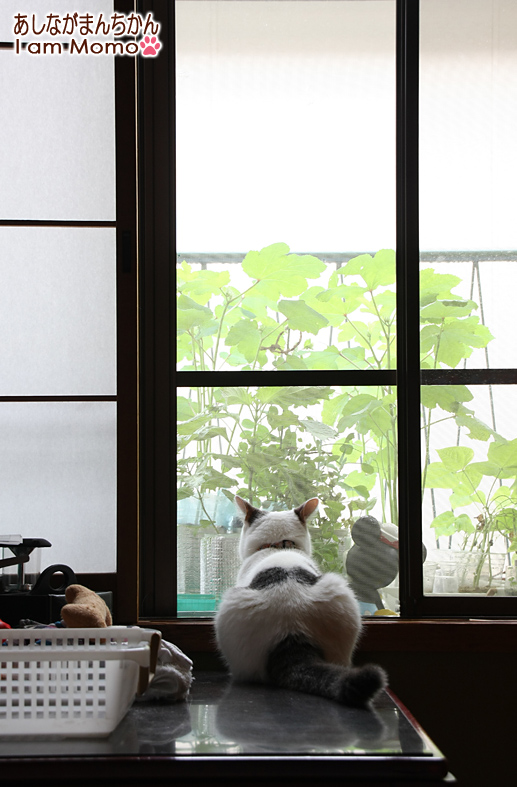 外を見ている猫　足長マンチカン　ももちゃん