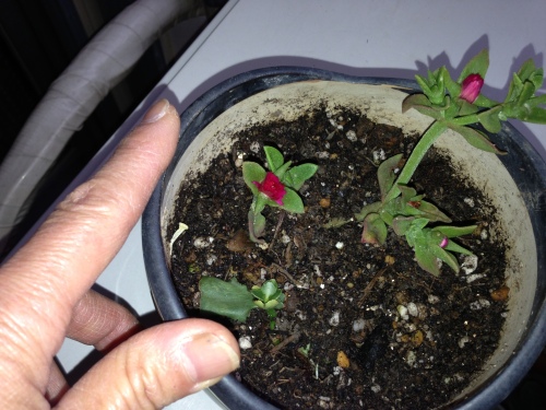 201305201944_1719_iphone.jpg