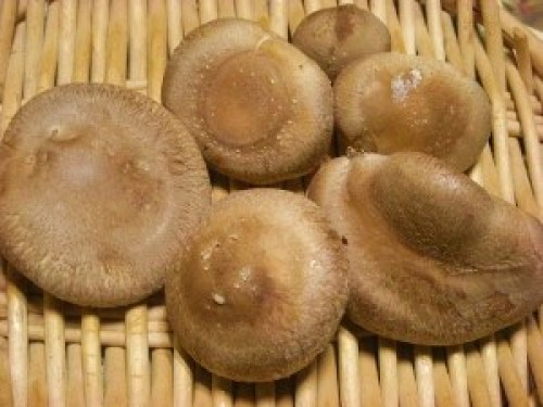 DSCN2664 (300x225).jpg