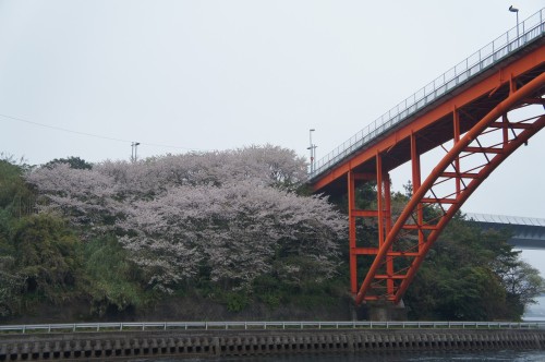 通天橋の桜１.JPG