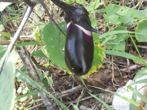 8月5日　勝賀瀬農園　ナス.JPG