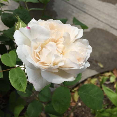 2016-04-26 13.21.13.jpg