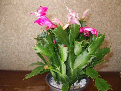 DSCF1045.JPG