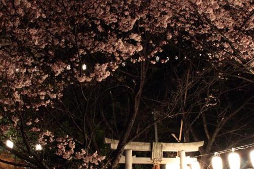 20160401 夜桜5.jpg