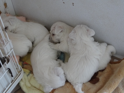 20130311親戚5匹.jpg