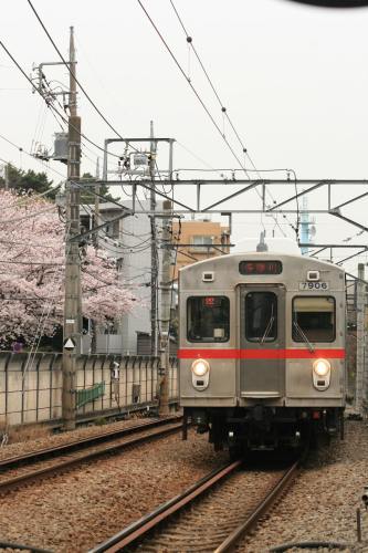 Tokyu 7700 Series with cherry blossoms beside track