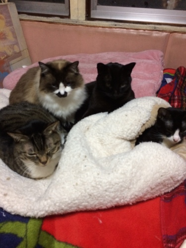 IMG_0737 - コピー.JPG