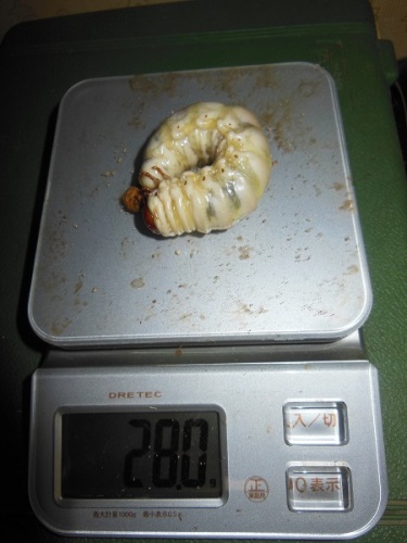 hB4Cα-45-10 (1).JPG