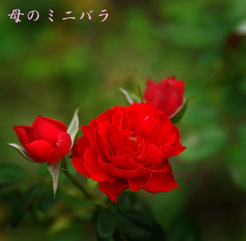 ミニバラ1.jpg